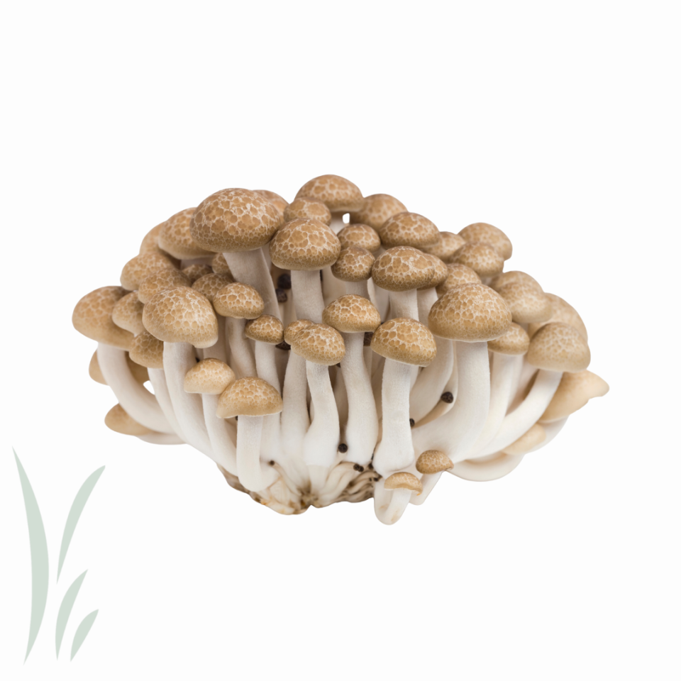 Mikuni Wild Harvest: Brown Hon Shimeji Mushrooms / lb